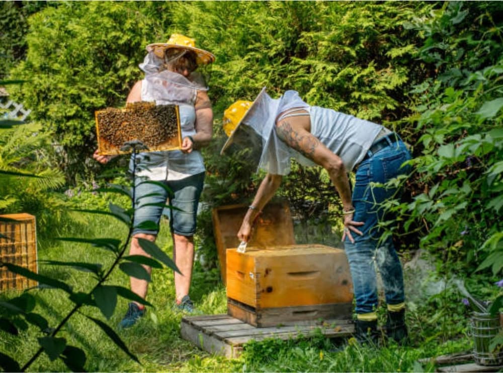 Two beekeepers in protective gear handle beehive frames outdoors one holds a honeycomb frame the other opens a box