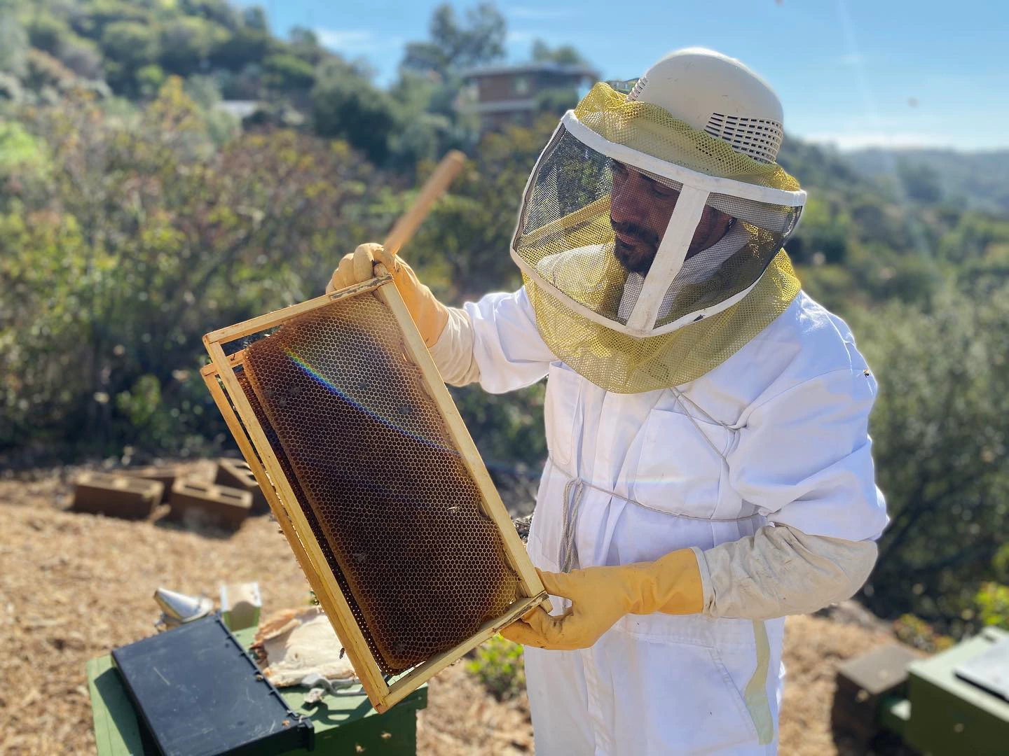 Steve Downs inspecting a honeycomb frame at a partner sanctuary