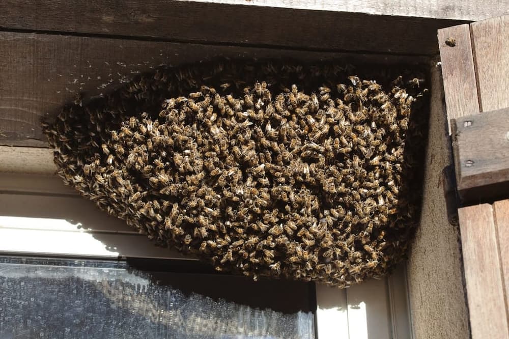 Large bee swarm clustered on wooden structure near window exterior