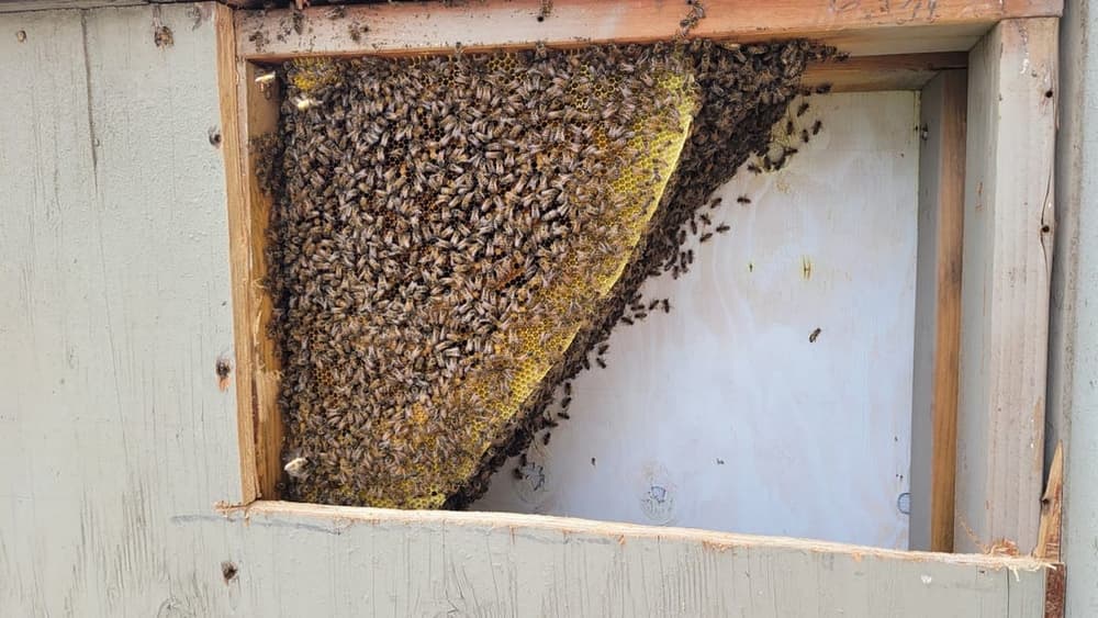 A large bee colony fills an interior wall opening with honeycomb and bees